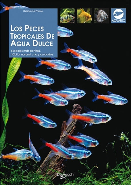 PECES TROPICALES DE AGUA DULCE | GELSOMINA PARISSE