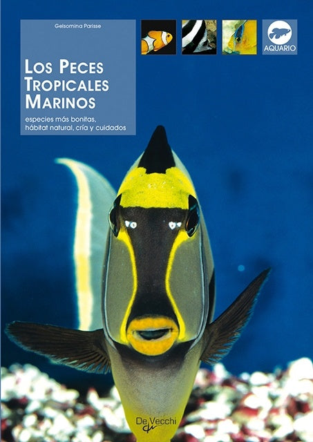 PECES TROPICALES MARINOS | GELSOMINA PARISSE