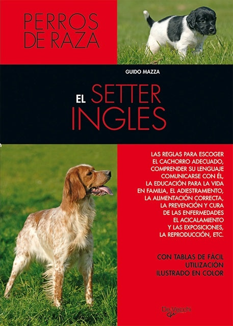 SETTER INGLES | GUIDO MAZZA