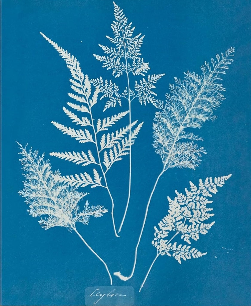 ANNA ATKINS. CYANOTYPES | PETER WALTHER