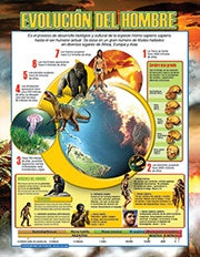LAMINA - EVOLUCIÓN DEL HOMBRE | Carton 43x56