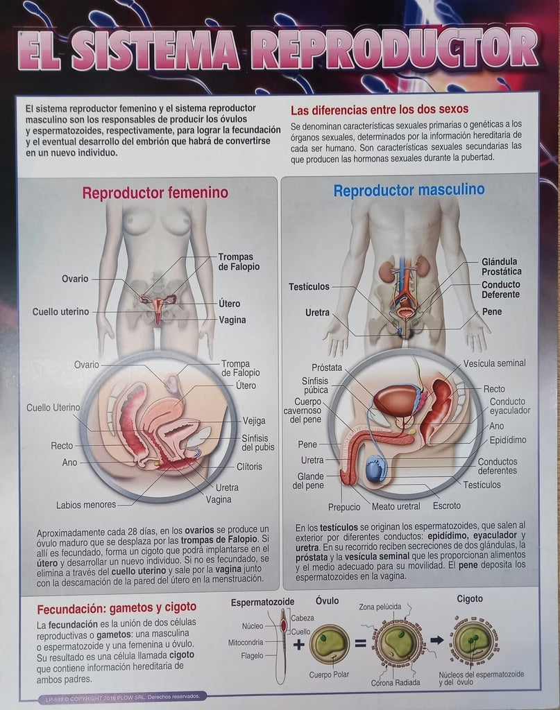 Lámina de sistema reproductor 43x56 | Varios autores