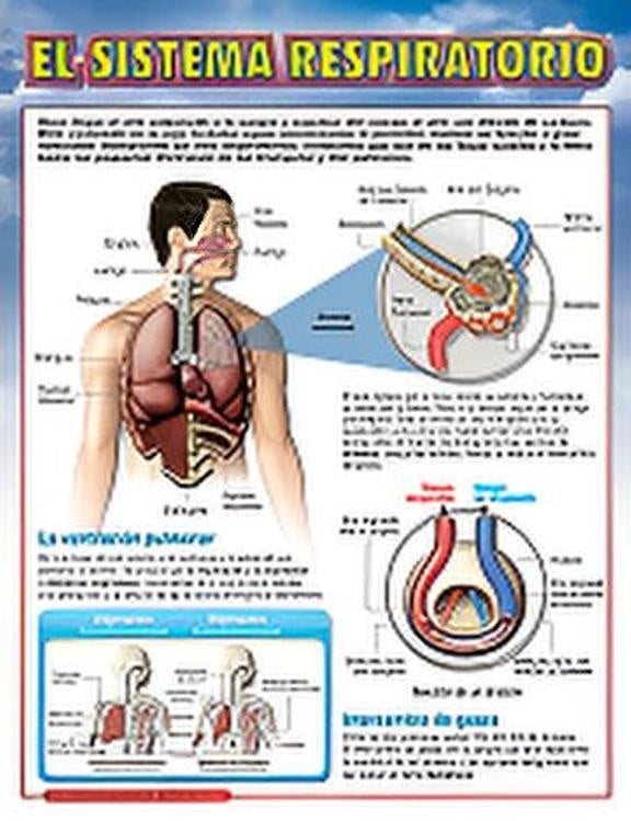 Lámina sistema respiratorio | Varios autores
