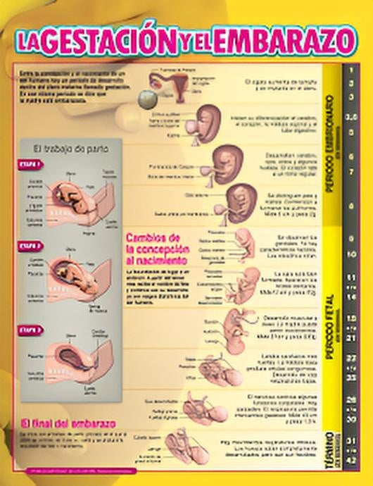 Lámina gestación y embarazo 43x56 | Varios autores