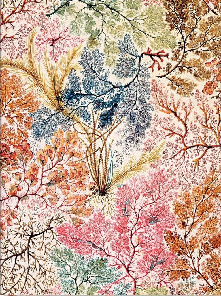 ANEMONAS ULTRA RENGLONES | Lu¡s M.: AA.VV. Barbosa