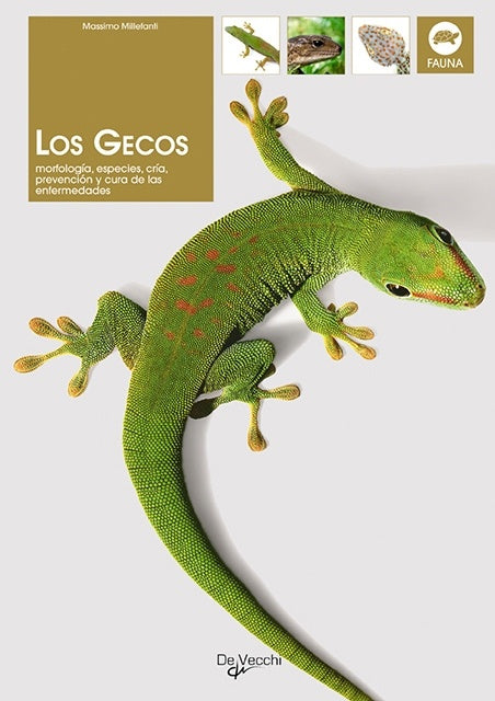GECOS, LOS | MASSIMO MILLEFANI