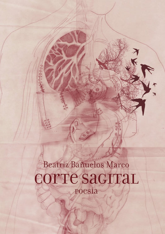 Corte Sagital | BeatrizBa?uelos Marco