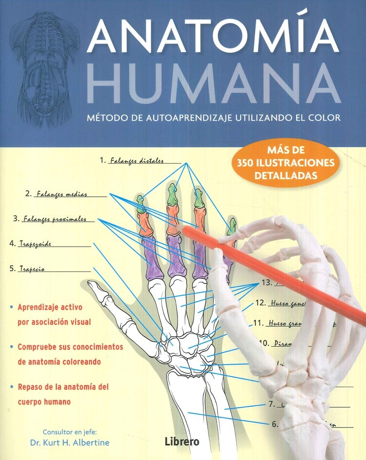 Anatomía humana | KURT ALBERTINE
