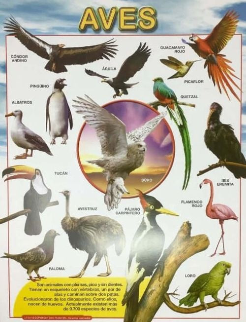 LAMINA - AVES | Carton 43x56