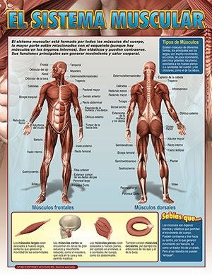 LAMINA - SISTEMA MUSCULAR | Carton 43x56