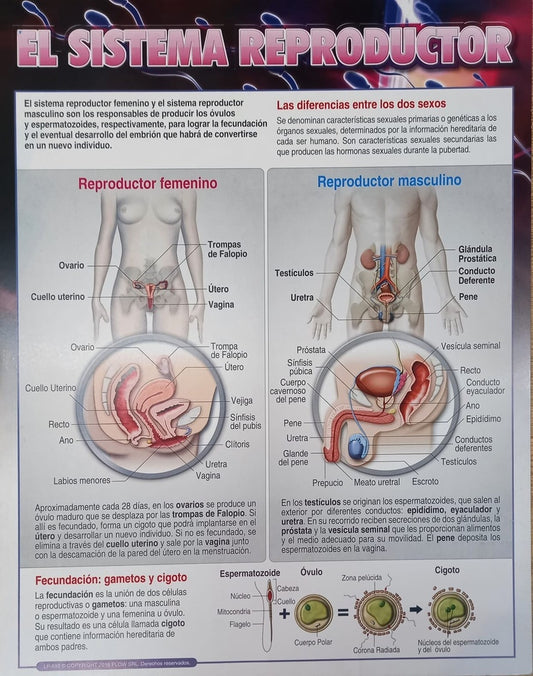 Lámina de sistema reproductor 43x56 | Varios autores