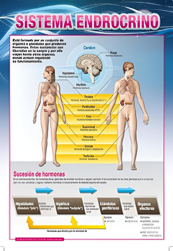 Lámina sistema endocrino 43x56 | Varios autores
